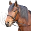 Immagine di Briglia STAR "Kaltblut" per cavallo tipo TPR
