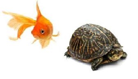 Immagine per la categoria Pesci e tartarughe